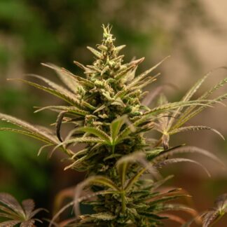 semilla cannabis ananda