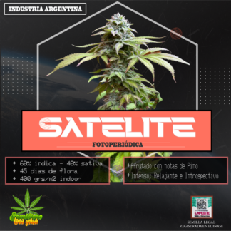 SEMILLAS LOCO YORSH - SATELITE 6U