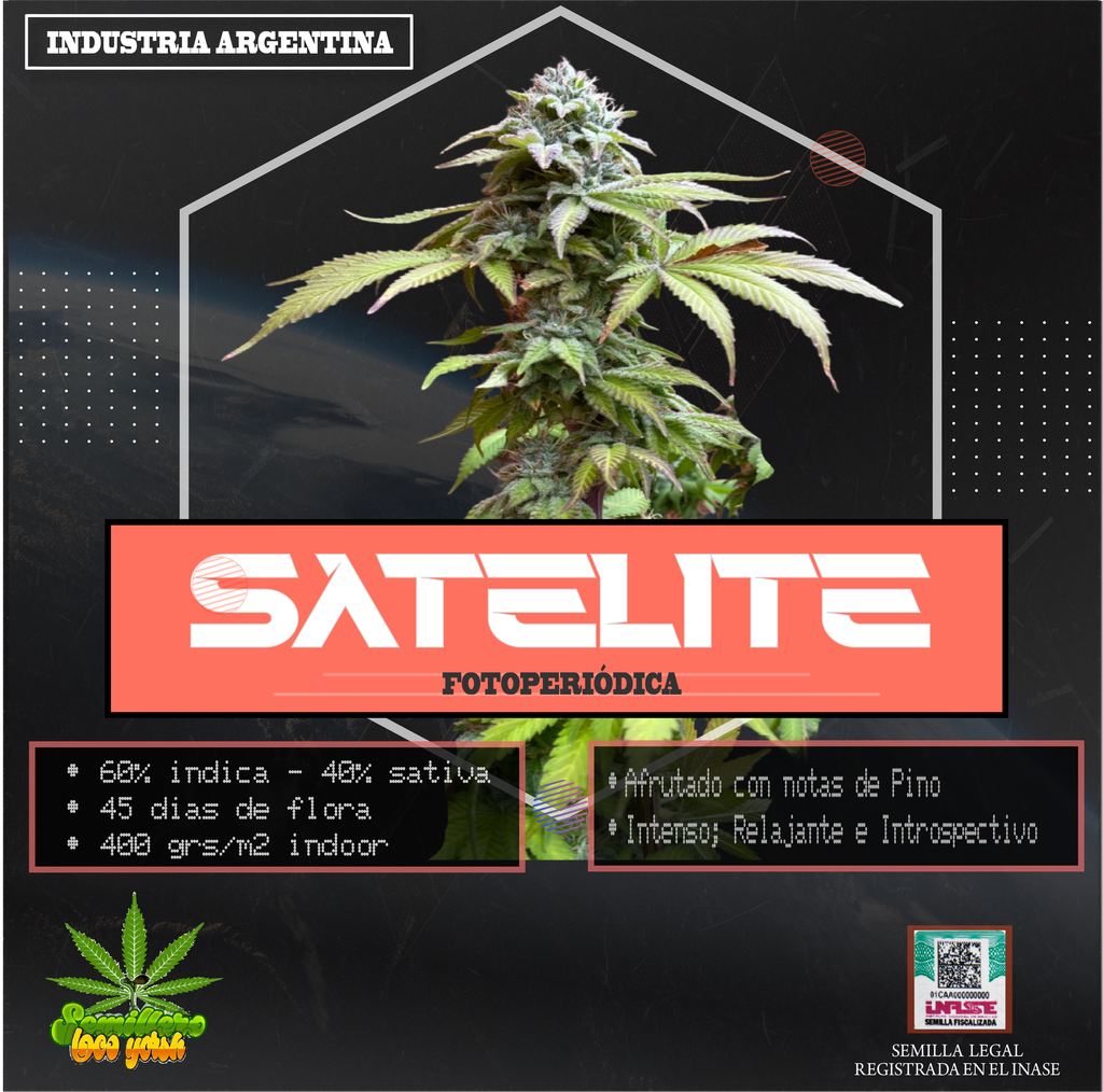 SEMILLAS LOCO YORSH - SATELITE 6U
